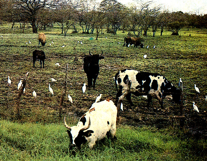 В провинции Гуаяс развито мясное и молочное животноводство