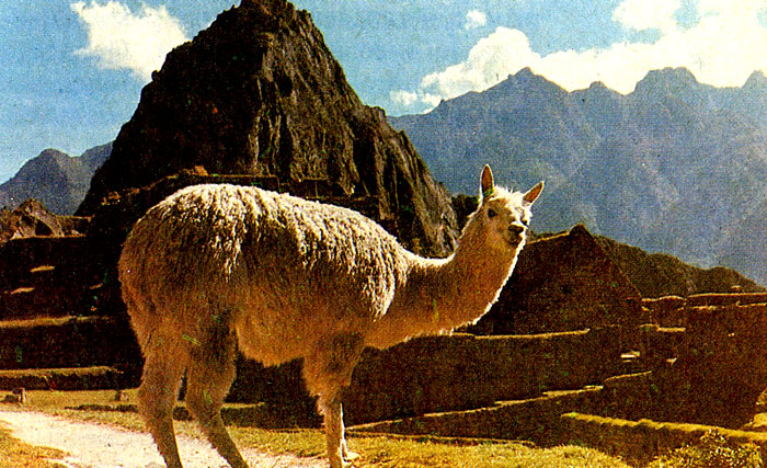 Лама - характернейшее животное Сьерры