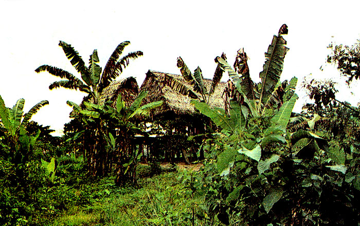 Индейское поселение в Амазонии
