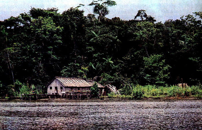 На берегу Амазонки