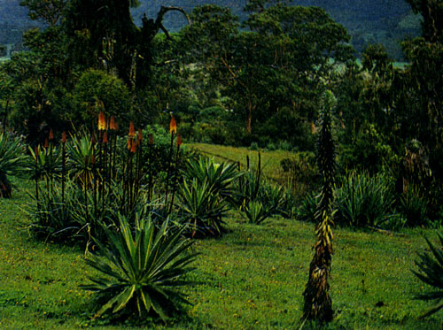 Растительность на склонах горы Бату