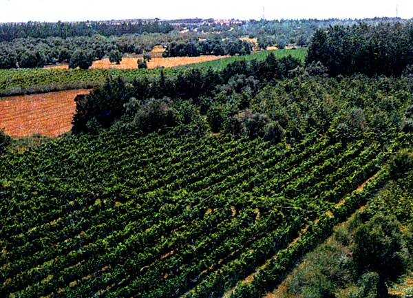  Густая зелень цитрусовых плантаций, виноградников и садов покрывает кипрские долины 
