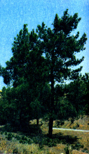  На острове сохранились ценные породы деревьев. Здесь растет несколько видов сосен, некоторые из которых, подобно этой, встречаются только на Кипре 