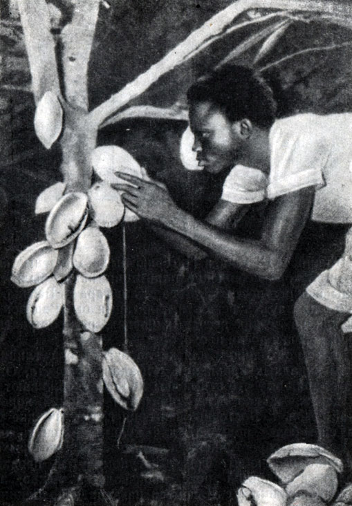 Крестьянин заботливо осматривает плоды дерева какао