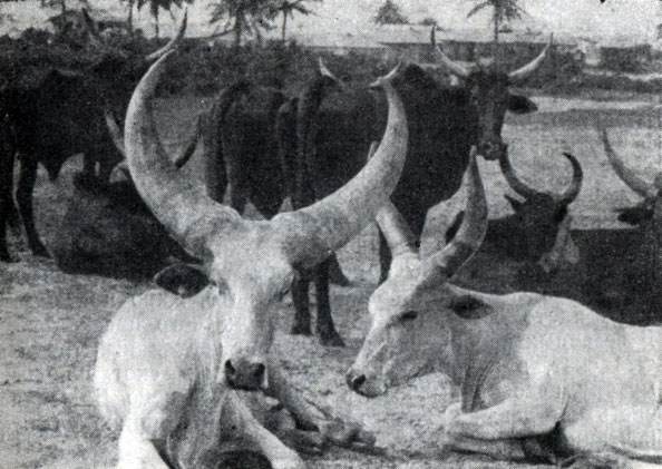 Зебувидная порода скота, распространенная в Северной Нигерии