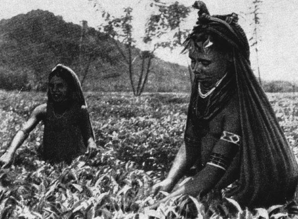 Сбор урожая на чайной плантации