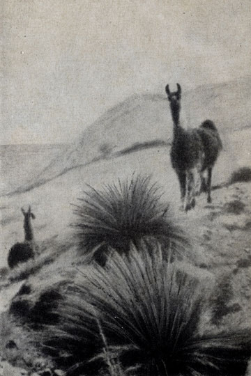На плоскогорьях Перу трудно избежать презрительного взгляда ламы 