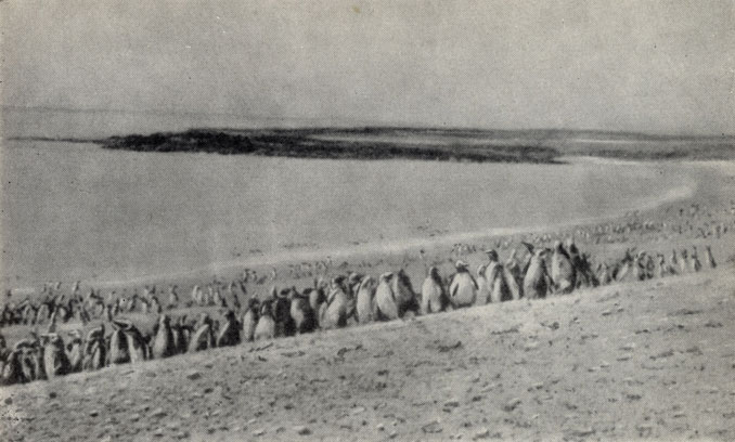 Пингвины у порта Десеадо в Патагонии 