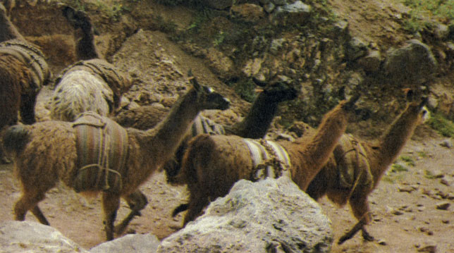 Ламы, как и сотни лет назад, - основное домашнее животное индейцев высокогорья 