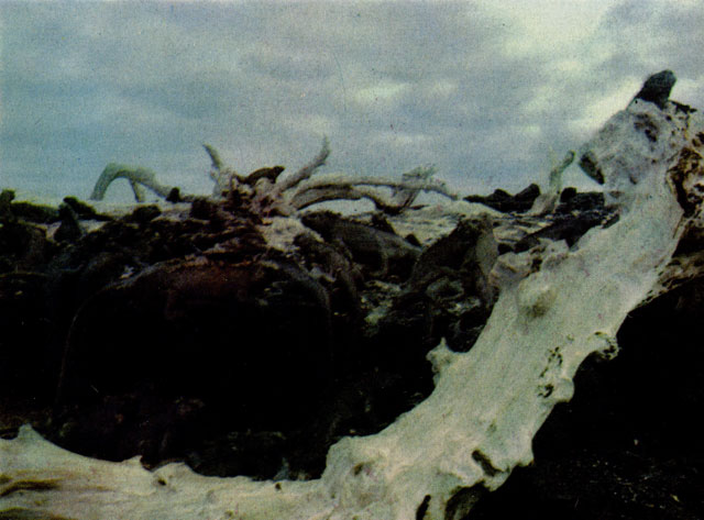 Лежбище морских игуан