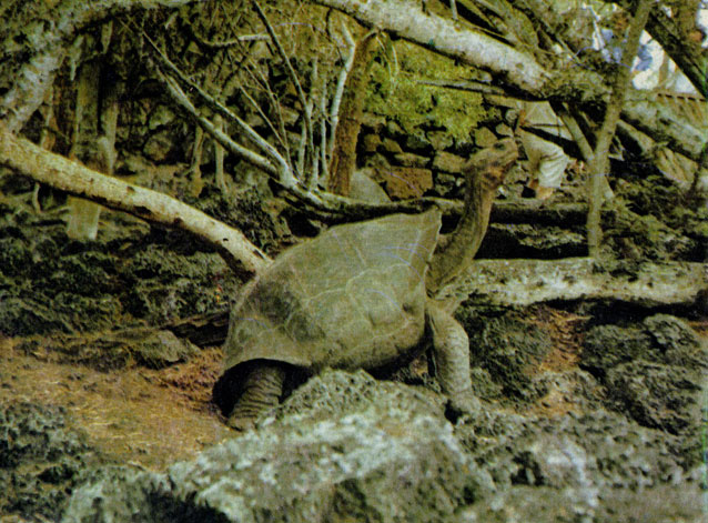 Вот эти черепахи, похожие на старое испанское седло - 'галапаго', и дали название островам 