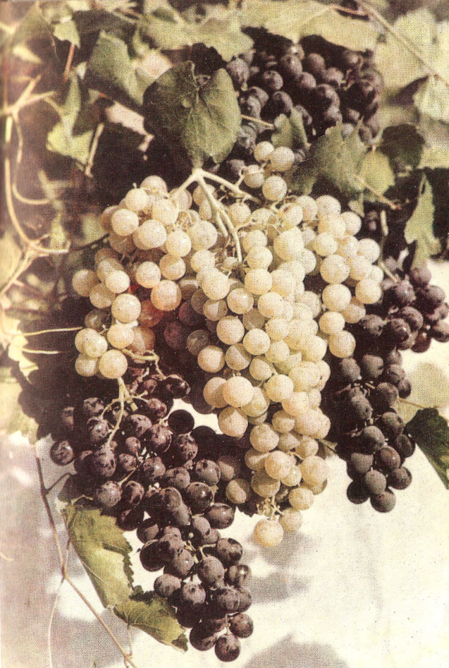 Самаркандский виноград.
