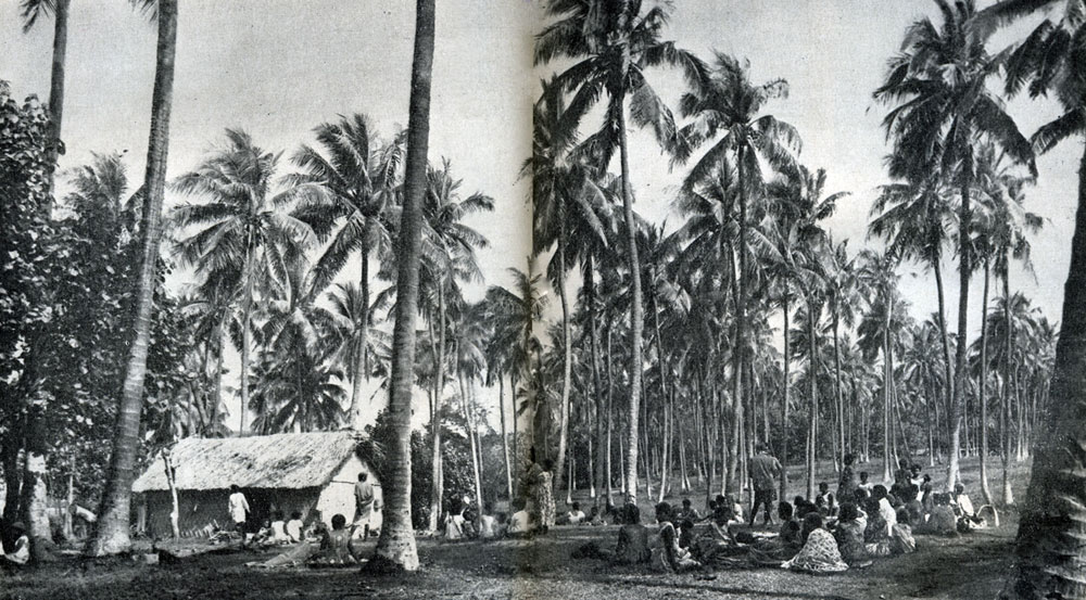 Кормилица и поилица жителей Океании - кокосовая пальма. Плантации кокосовых пальм занимают на островах большие пространства