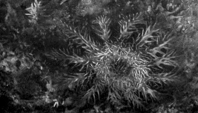 Морская звезда акантастер, печально известная под именем 'коралловой смерти' и 'тернового венца'