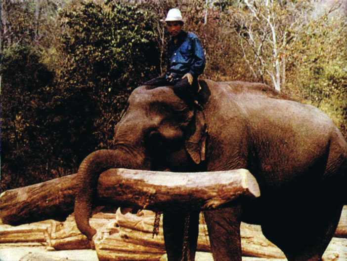 Слоны на валке леса в провинции Чиангмай
