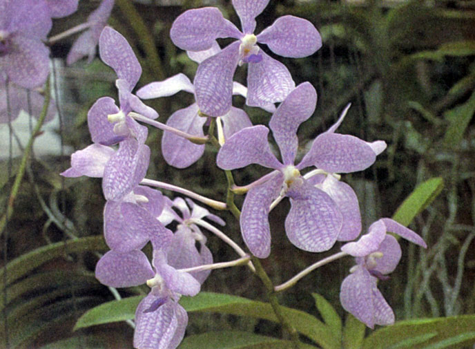 Таиландские орхидеи