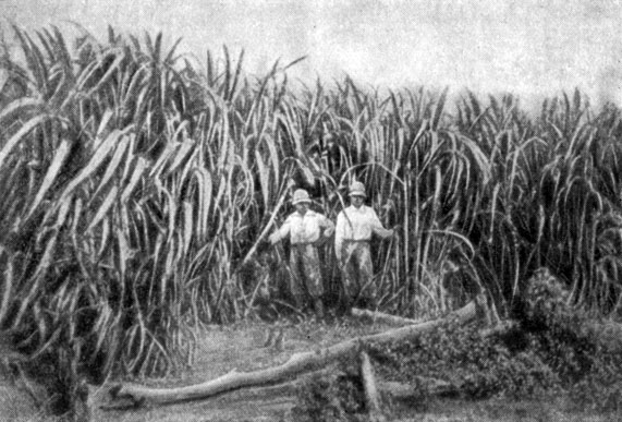 Плантация сахарного тростника