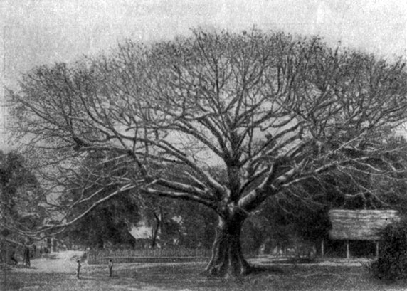 Сейба - одно из наиболее распространенных деревьев Кубы