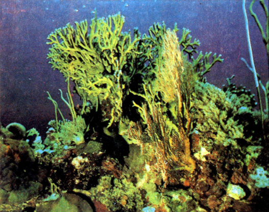 Коралловые образования на дне моря в раоне Большого Барьерного рифа