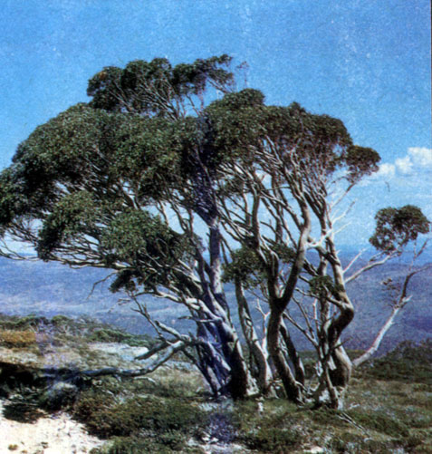 Группа эвкалиптов на восточном побережье Австралии