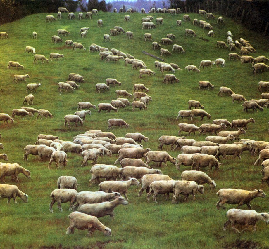 Овцы на огороженном пастбище - паддоке