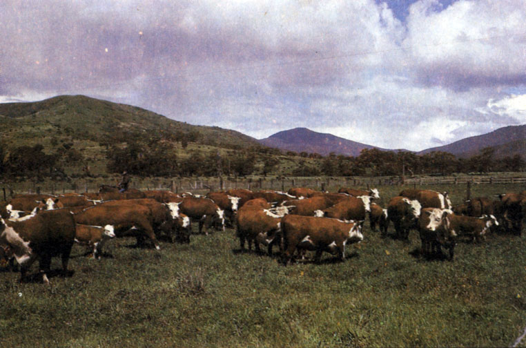 В Австралии разводят мясной и молочный крупный рогатый скот