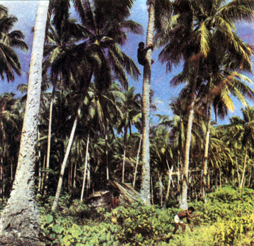 Насаждения кокосовых пальм занимают значительные площади на многих островах Океании