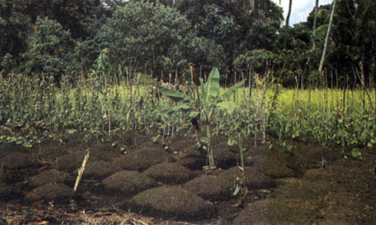 Огород близ папуасской деревни