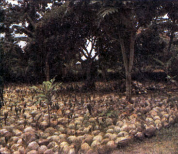 Урожай кокосовых орехов