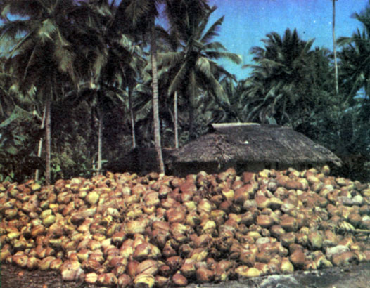 Производство кокосовых орехов - важнейшая отрасль экономики Западного Самоа