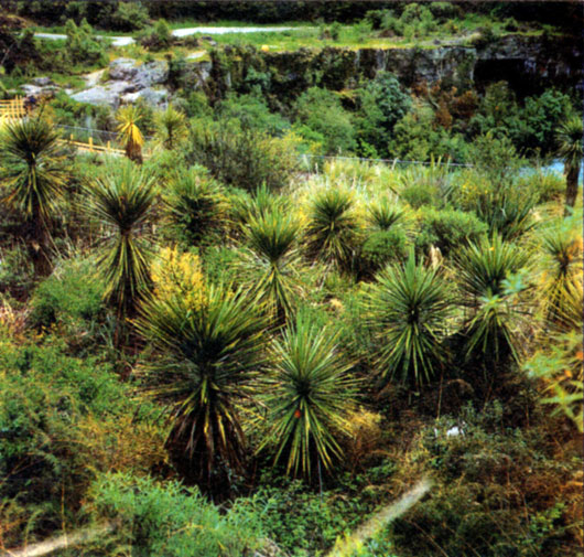 Группа травяных деревьев на крайнем севере Новой Зеландии