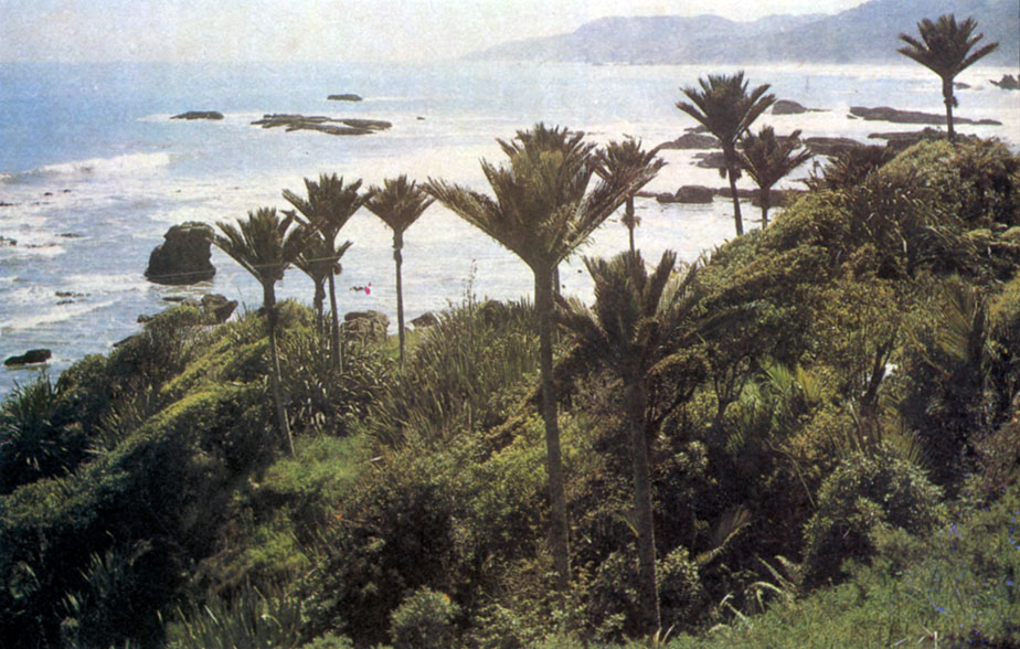 Пейзаж северной части Южного острова
