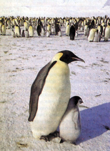 Императорские пингвины. Они намного крупнее пингвинов Адели
