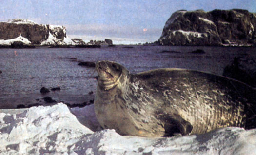В прибрежных районах Антарктиды летом можно увидеть тюленей