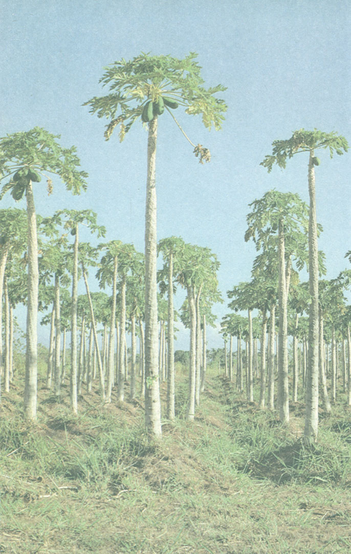 Плантация папайи в провинции Верагуас