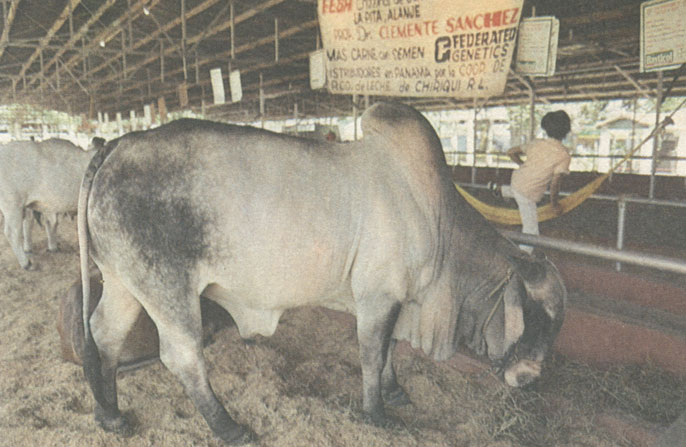 Продажа скота на сельскохозяйственной ярмарке в городе Давид