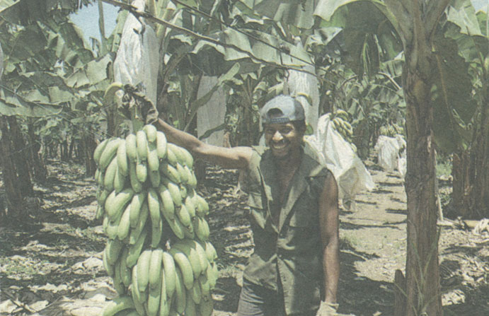 На банановой плантации 'Чирики лэнд'
