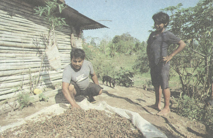 Аграрная реформа дала многим индейцам гуайми свой кусок земли