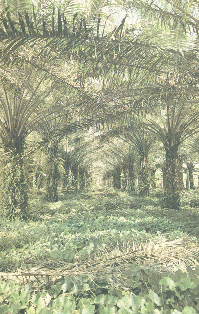 Плантация африканской пальмы на юге провинции Чирики