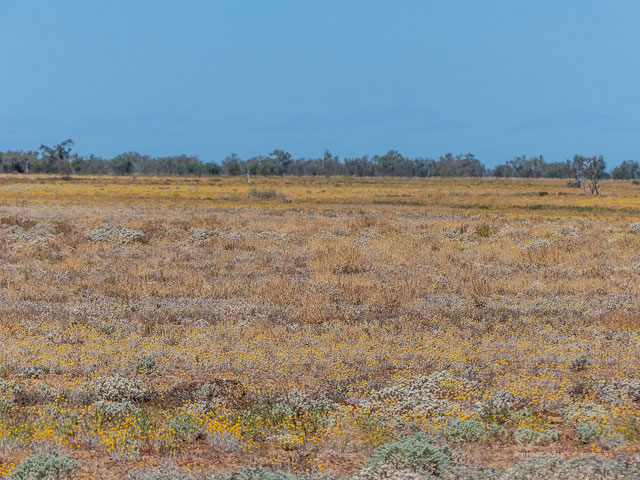    ,  - https://upload.wikimedia.org/wikipedia/commons/thumb/5/52/Mitchell_grass_downs_post_rain_Boulia_Shire_Queensland_P1070007.jpg/1024px-Mitchell_grass_downs_post_rain_Boulia_Shire_Queensland_P1070007.jpg