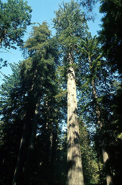   - https://upload.wikimedia.org/wikipedia/commons/5/53/Coastal_redwood.jpg